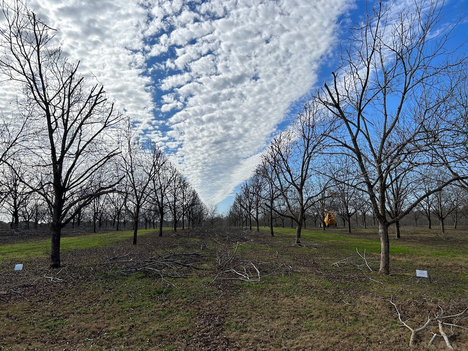 An orchard of pecan trees lines the frame with a cloudy sky in the background.