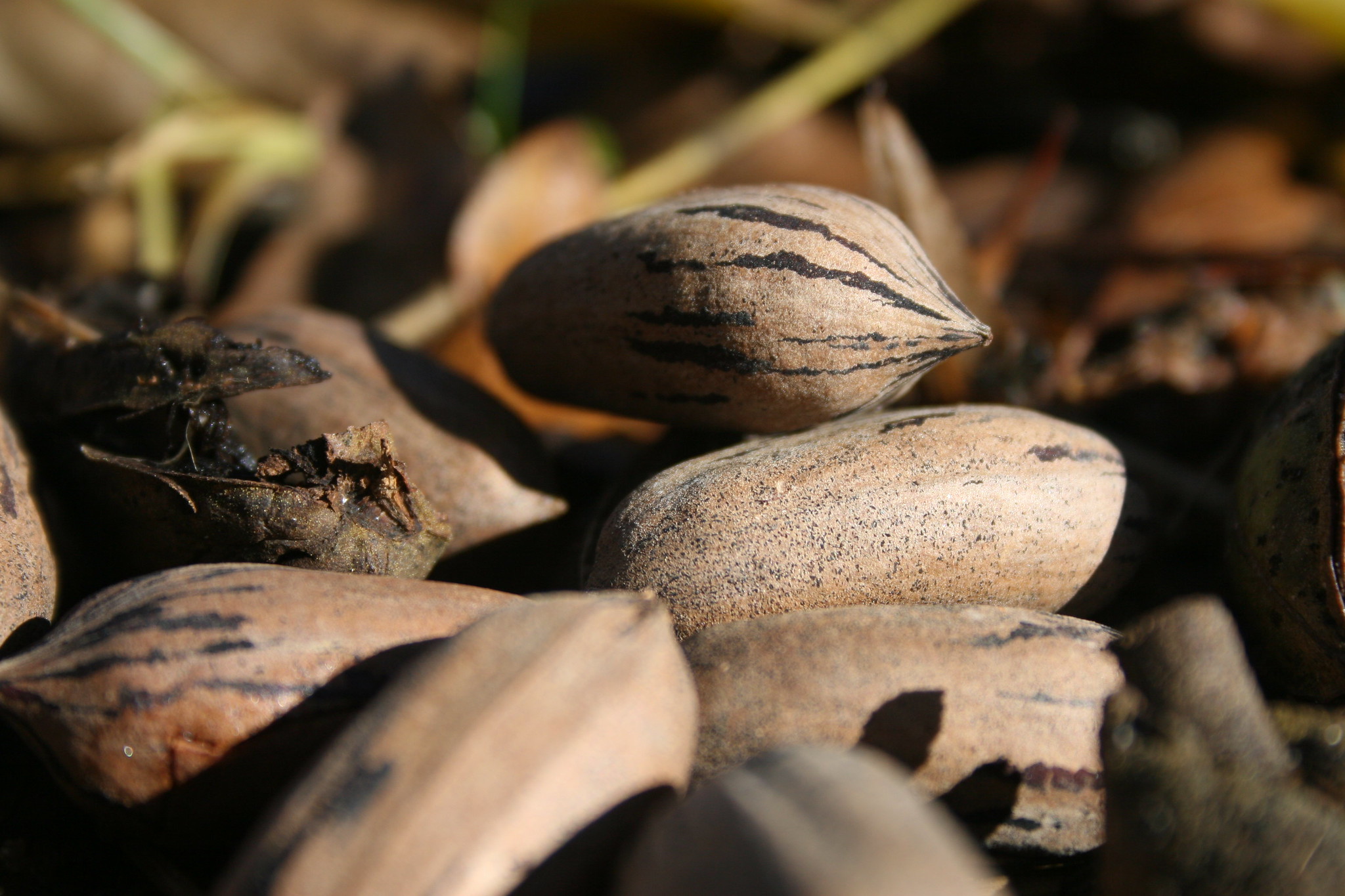 Georgia continues to be the top pecan-producing state in the U.S.