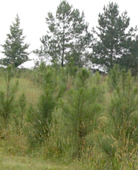A row of pines at the Westbrook Research Farm on the UGA campus in Griffin, Georgia.