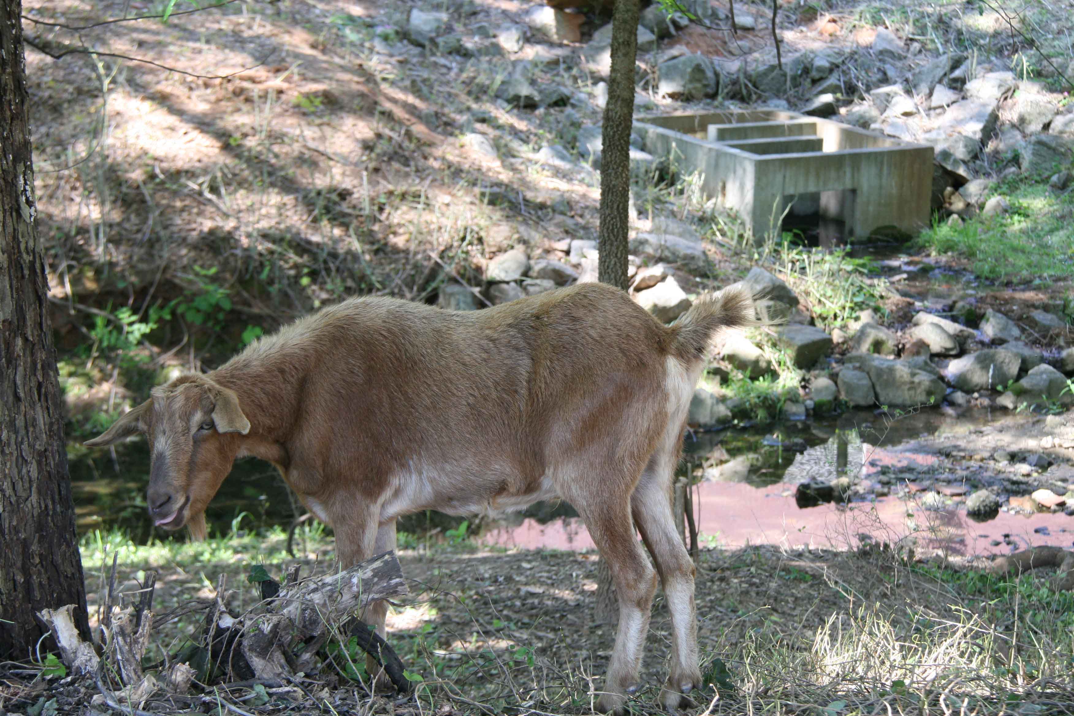 Photos of goats cleaning up the banks of Tanyard Creek near Baxter Street in Athens. Students from the UGA College of Environment and Design installed the goats as part of service-learning project.