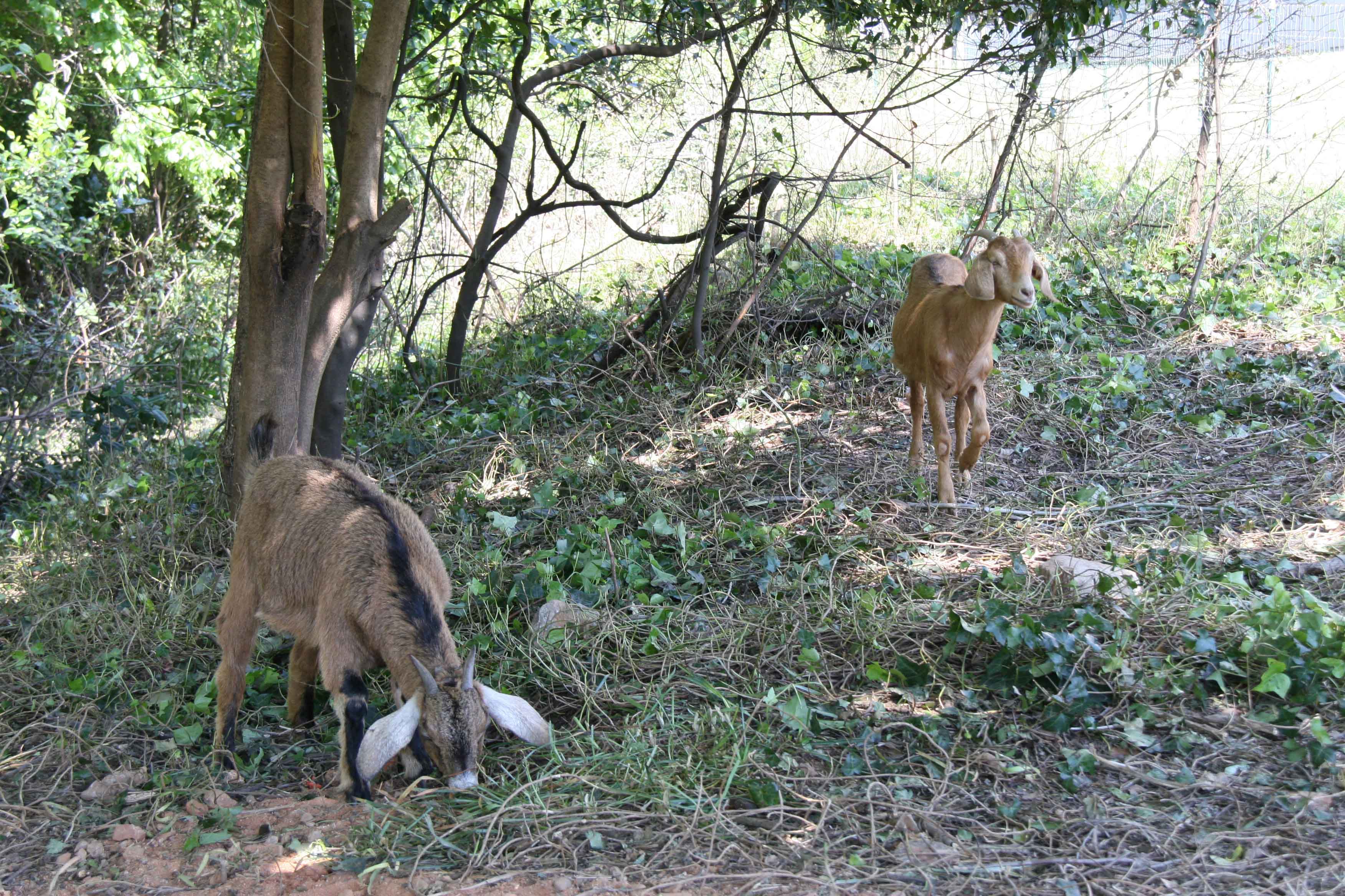 Photos of goats cleaning up the banks of Tanyard Creek near Baxter Street in Athens. Students from the UGA College of Environment and Design installed the goats as part of service-learning project.