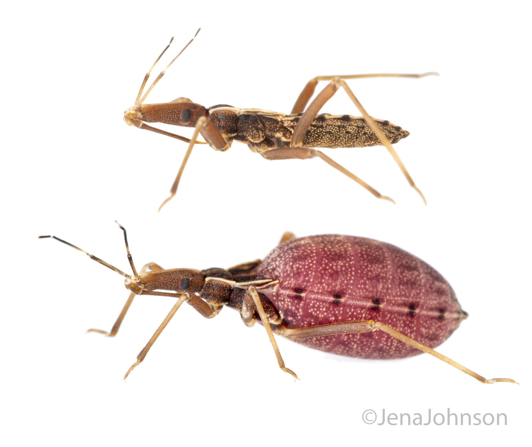 Kissing Bug Starved and Engorged