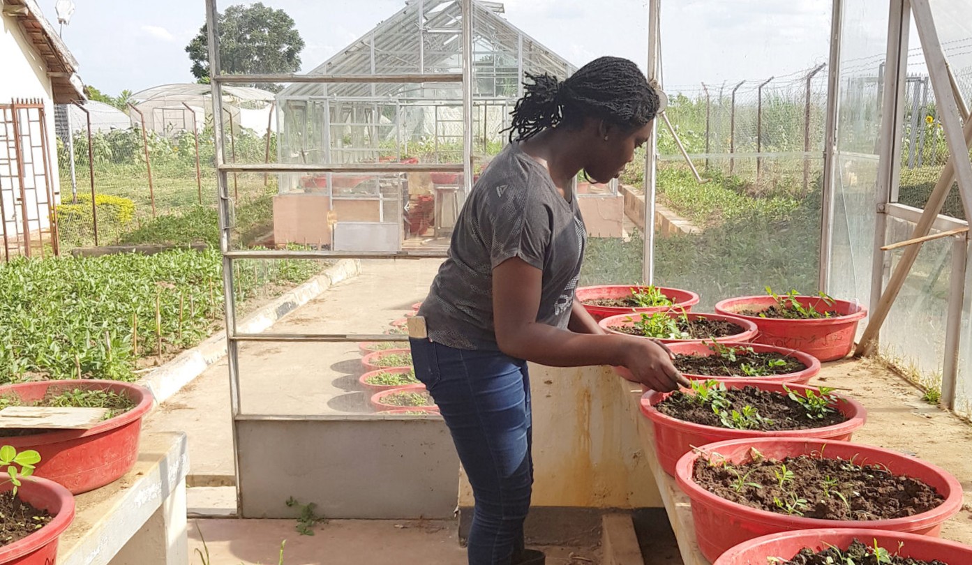 Danielle Ama Essandoh, a Ghanaian student studying at Makerere University, works in a greenhouse on a research project in Uganda led by UGA’s Soraya Leal-Bertioli in 2021. Essandoh completed a master’s degree and is now working toward a doctorate at UGA. (Submitted photo)