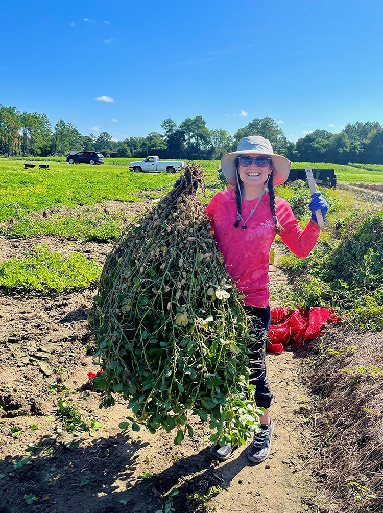 A person with a tan sunhat, pink shirt, sunglasses and black pants stands in a peanut field, holding a freshly-harvested plant.