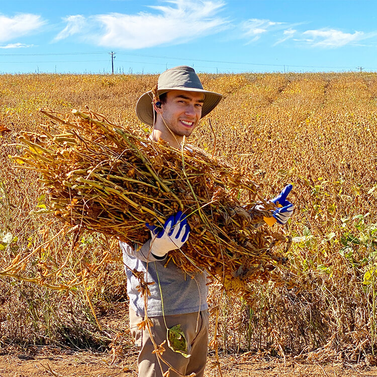 A person wearing a tan sunhat and work gloves stands in a field holding a bundle of cut plants.