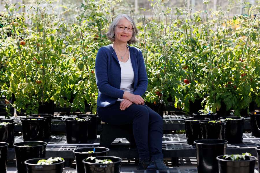 Environmental portrait of Professor Esther van der Knaap among tomato plants in her greenhouse at the Center for Applied Genetic Technologies.