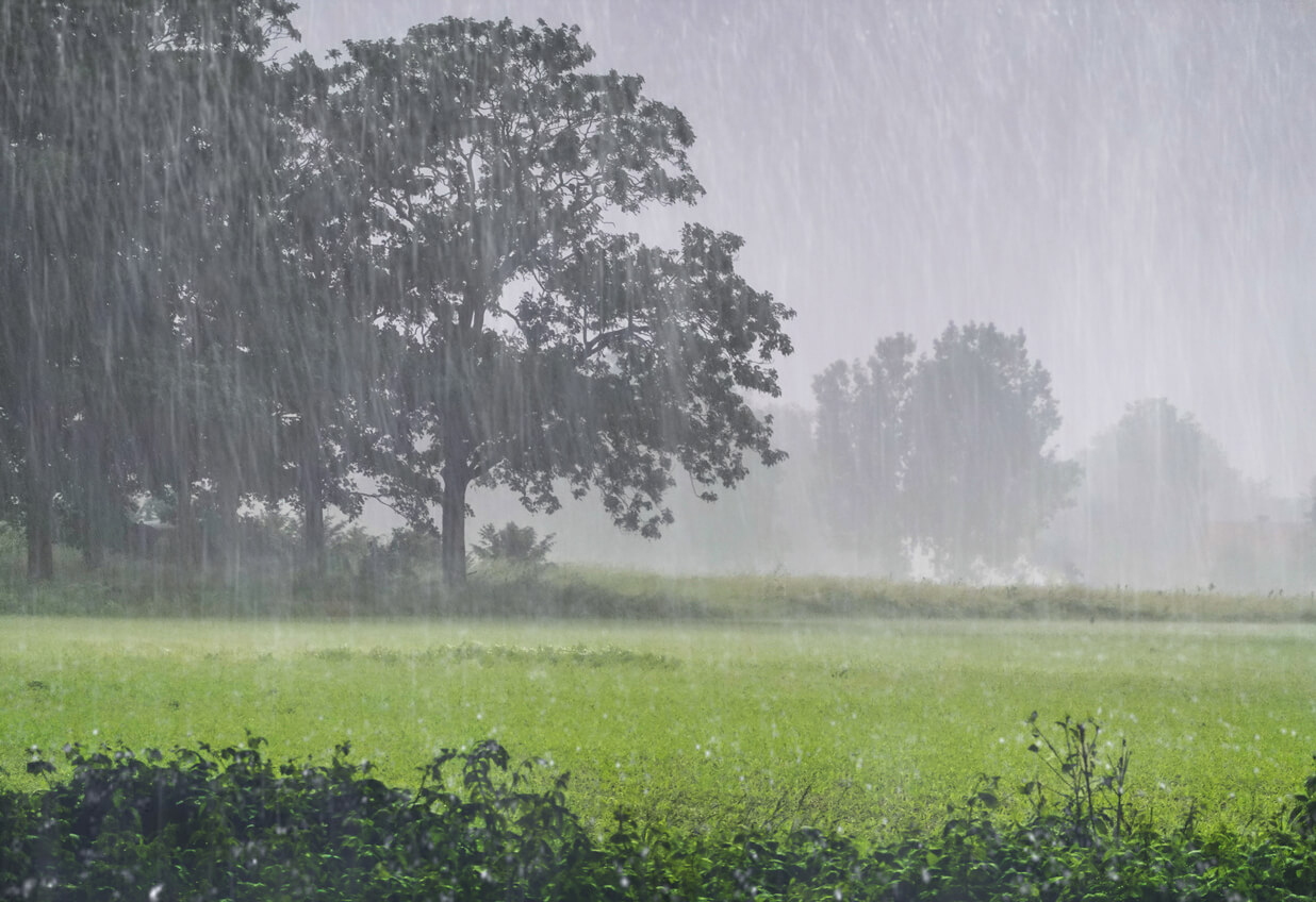 Heavy rain shower over an agricultural field with trees in the foreground