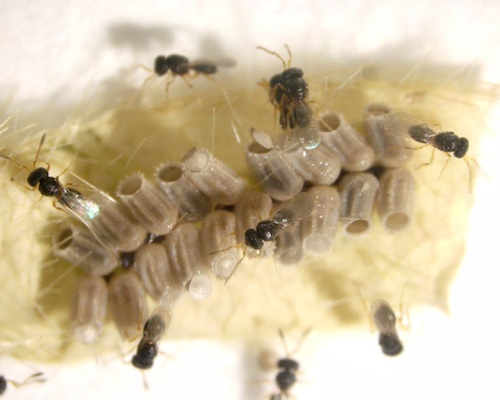 Paratelenomus saccharalis - parasitic wasp