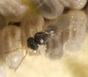 A tiny wasp no larger than the period at the end of this sentence may hold the key to controlling the kudzu bug. The wasp lays an egg in each kudzu bug egg, and the developing wasp larva destroys the egg as it develops.