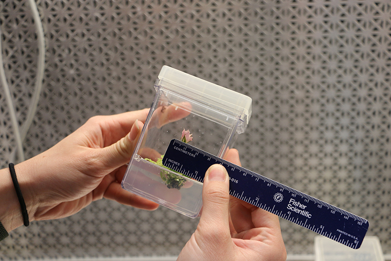 A researcher measures a micro rose.