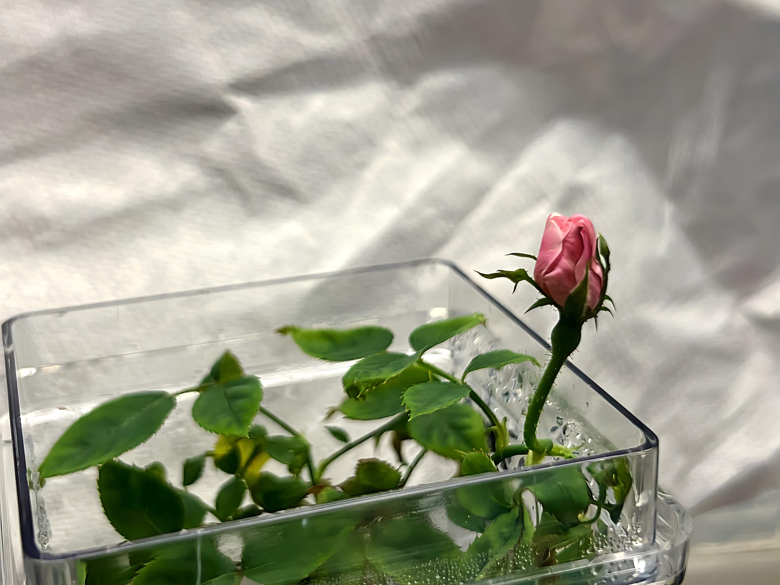 A tiny rose plant with a pink bloom grows in a small, clear plastic box.