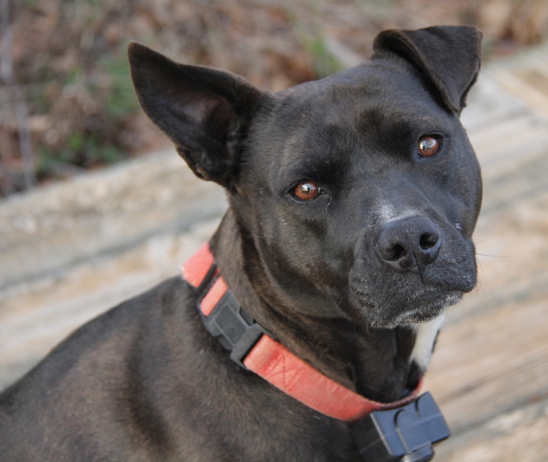 Pitbull/Labrador Retriever mix