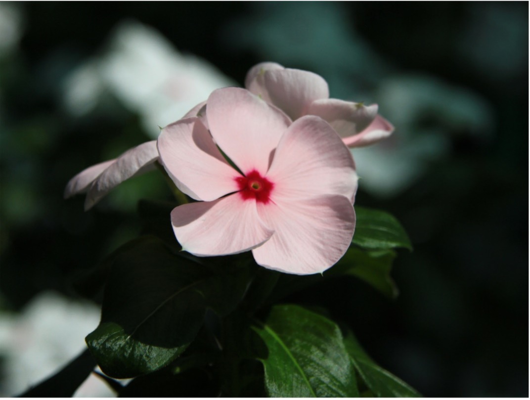 The Madagascar periwinkle (Catharanthus roseus) of the dogbane family produces a number of alkaloids of medical interest. Analyses at the cellular level enabled the discovery of genes for the biosynthesis of the two most important natural products from the plant, vincristine and vinblastine, which are used in cancer treatments. (Photo by Angela Overmeyer, Max Planck Institute for Chemical Ecology)