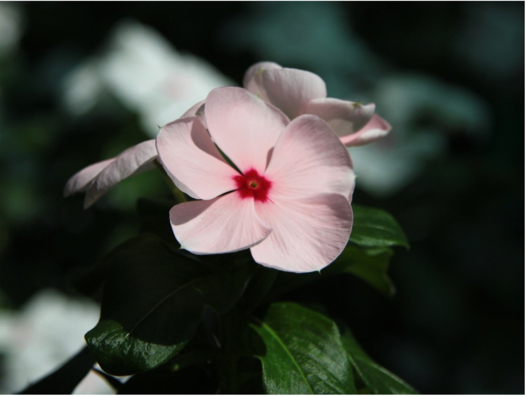 Madagascar periwinkle