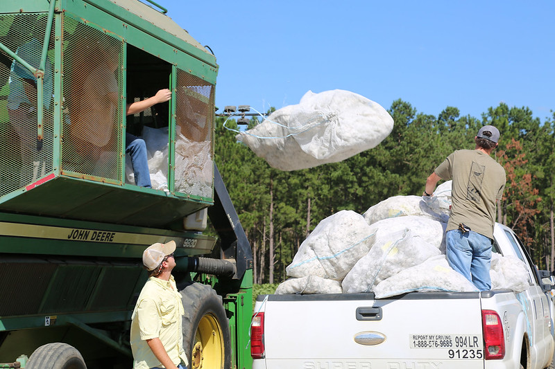 Cotton being harvested and loaded into truck.