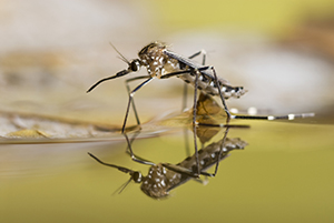 Cool spring temperatures have increased the incidence of the Asian Bush Mosquito, Aedes japonicus, which thrives in cool temperatures, however the species is not typically an aggressive of a biter, so its populations are not as noticeable.