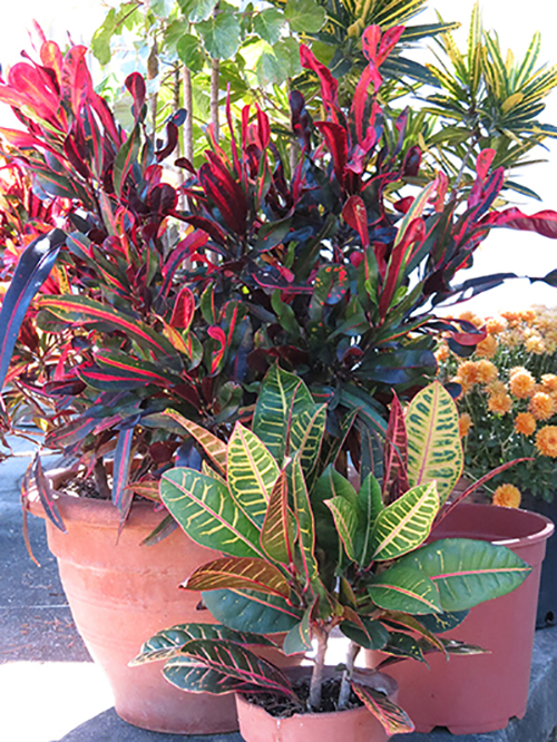 Container holding a variety of plants of different types with colorful foliage. 