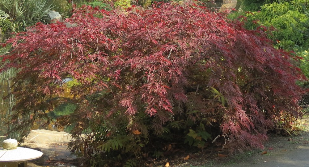 Plants with contrasting or showy characteristics, like this weeping, red, cut-leaf Japanese maple, can provide a clever solution to filling a hole in the landscape.
