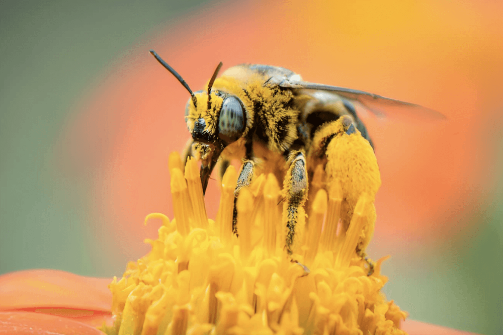 City bees