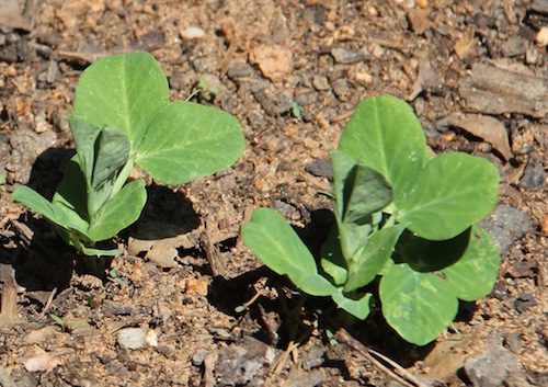Pea seedlings emerge from the soil