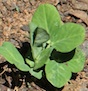 Planting from seeds is an easy and inexpensive way to grow a backyard vegetable garden.