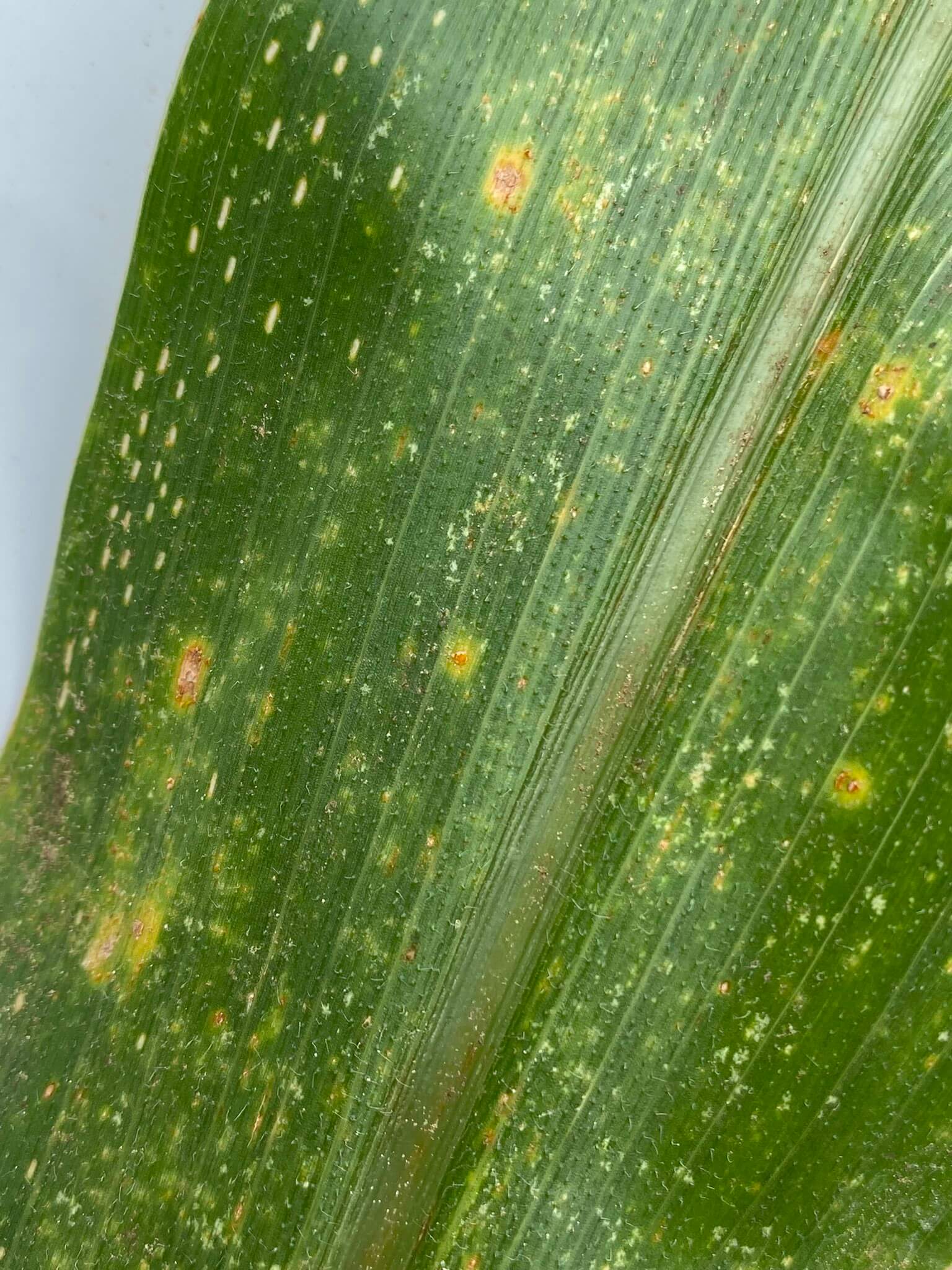 Orange spores emerging from southern rust pustules on a corn leaf.