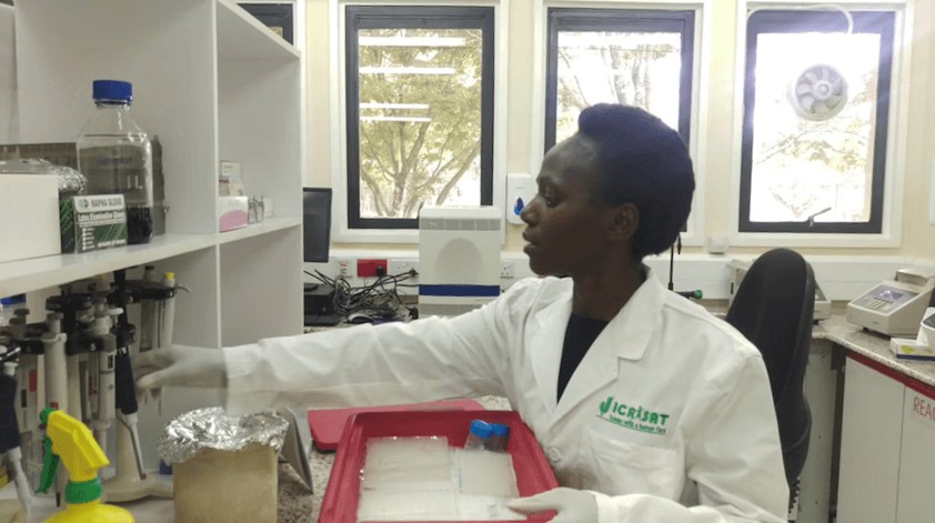 ICRISAT scientist Dr Damaris Odeny at work in the genomics laboratory in Africa.