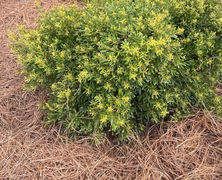 Mulch around landscape plants