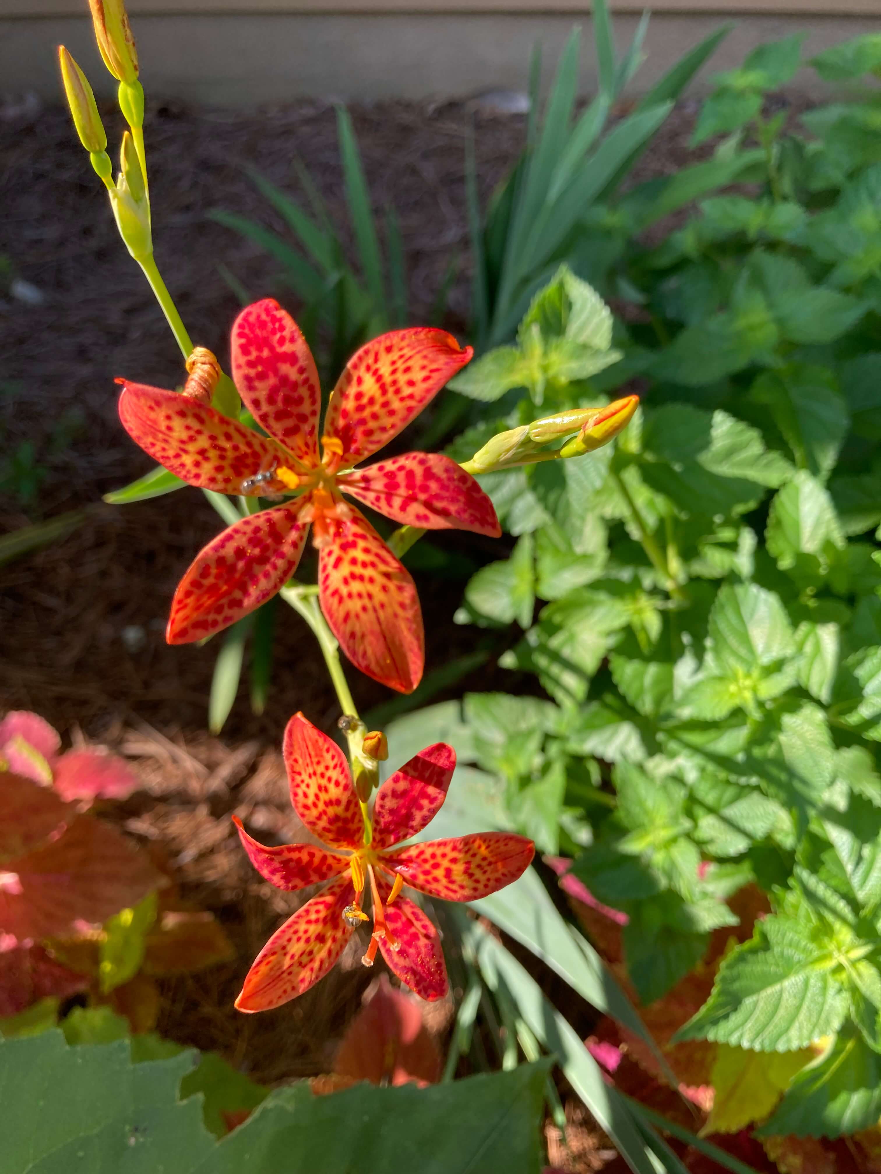 Iris domestica in bloom