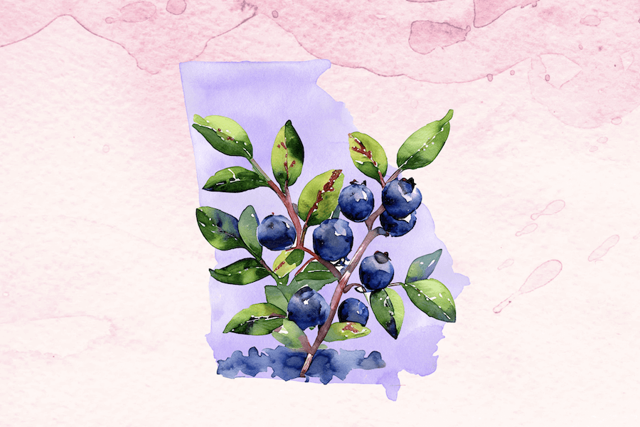 University of Georgia develops techniques, tools and best practices for sustainable blueberry production amid climate change.