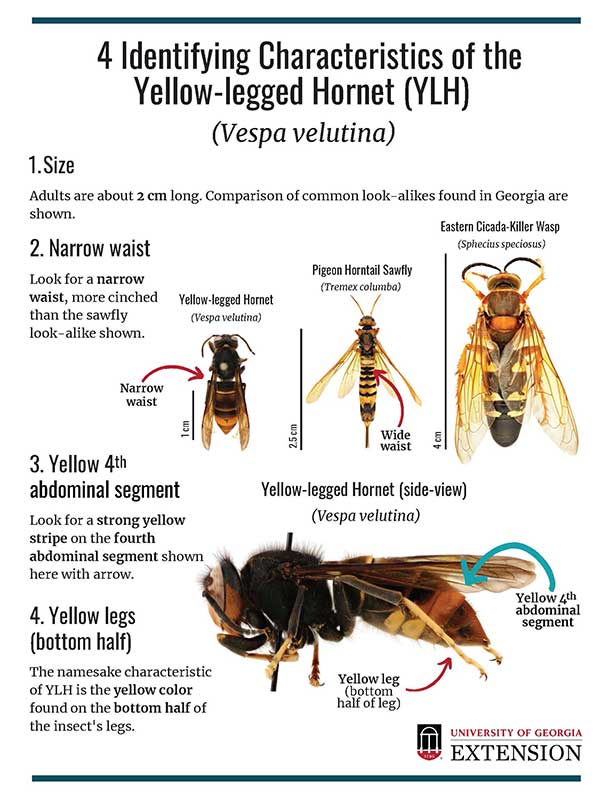Four identifying characteristics of the yellow-legged hornet include its size (2 cm long), a narrow waist, a yellow fourth abdominal segment, and yellow legs. Size comparisons with the longer but slimmer Pigeon Horntail Sawfly and much-larger Eastern Cicada-Killer Wasp are shown. 