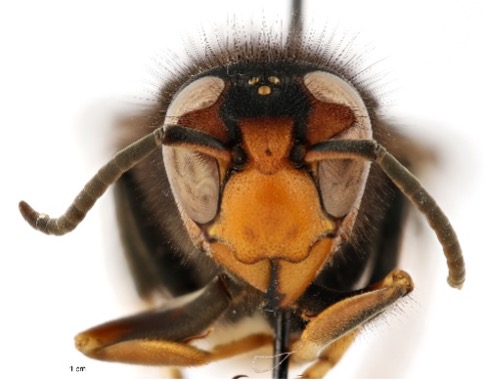 Yellow-legged hornet front view