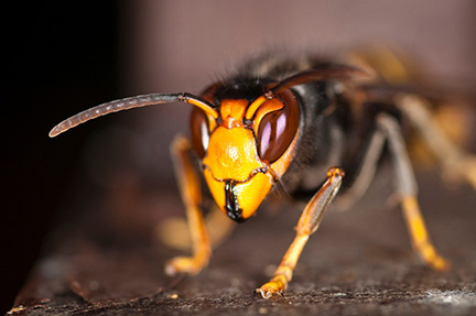 A closeup image of a yellow-legged hornet (Vespa velutina), which was discovered in Georgia in August. It is the first time the invasive insect, which is a voracious predator of honey bees, has been found in the United States.
