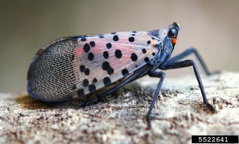 A spotted lanternfly is seen in profile, standing on a twig