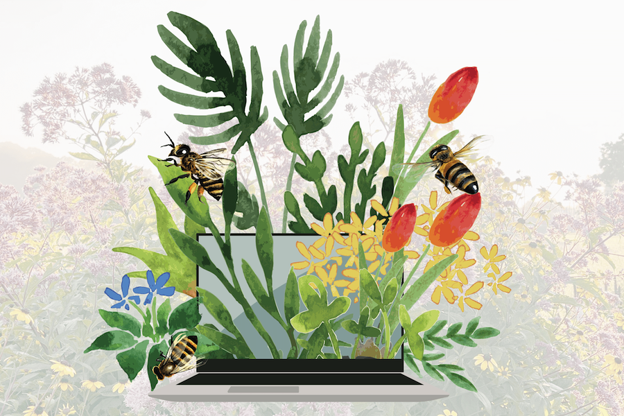 Plants, Pollinators and You
