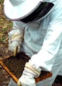 The Southwest Georgia Beekeepers Club will hold its bee school on March 29 from 8:30 a.m. until 3 p.m. at the Parks at Chehaw in Albany, Ga.