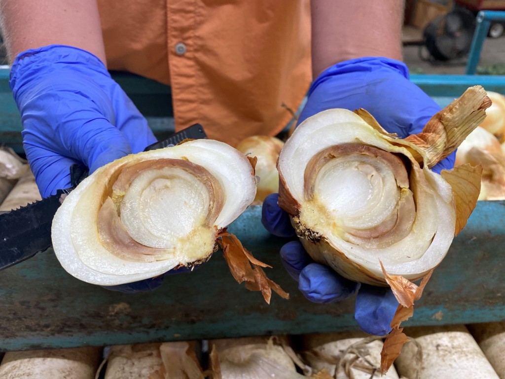 Bulb rot of onion