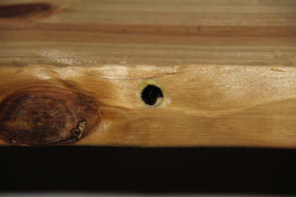 Carpenter bee damage