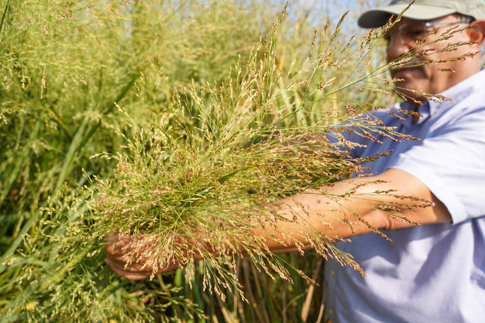 Associate Professor Ali Missaoui, one of several University of Georgia faculty associated with the Center for Bioenergy Innovation (CBI) at Oak Ridge National Laboratory, breeds switchgrass as a potential feedstock for biofuels at UGA’s Iron Horse Farm in Watkinsville. The switchgrass program is just one of the multiple UGA research projects intended to help the transportation industry move toward a more sustainable future. (Photo by Lauren Corcino)