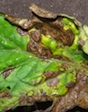 Early blight is burning tomato leaves earlier this gardening season, a University of Georgia Cooperative Extension agent says.
