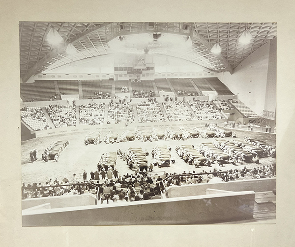 A historical image featuring dozens of cattle lined up in an arena