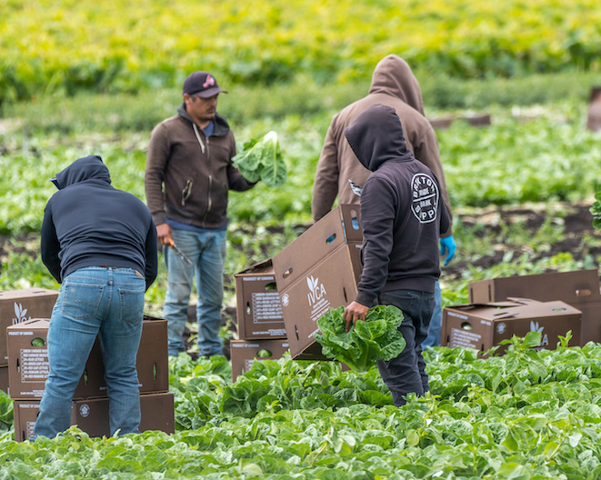 Men harvesting leafy greens from field during cool weather.