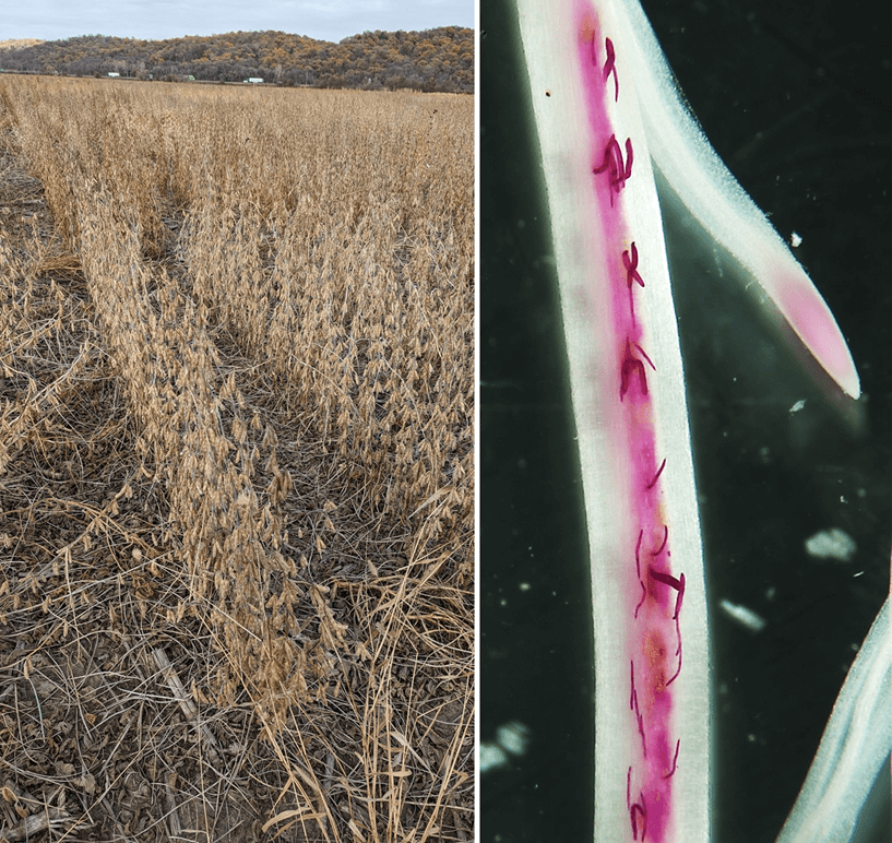 Split image showing a field of brown soybean plants on the left and a plant root under a microscope on the right.