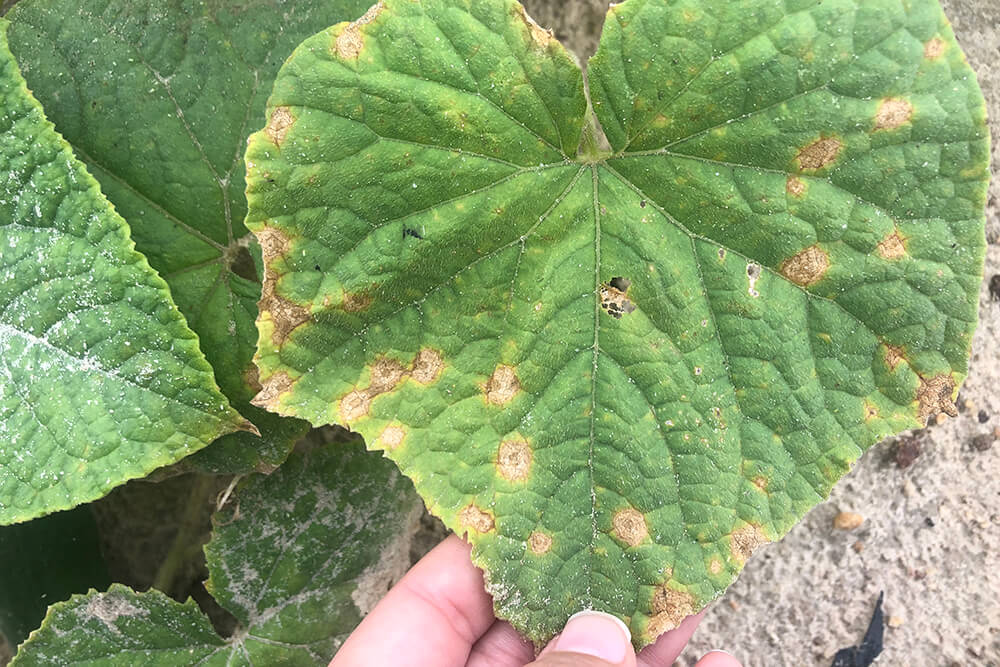 A close-up image of a large, heart-shaped green leaf that is covered in brown spots.