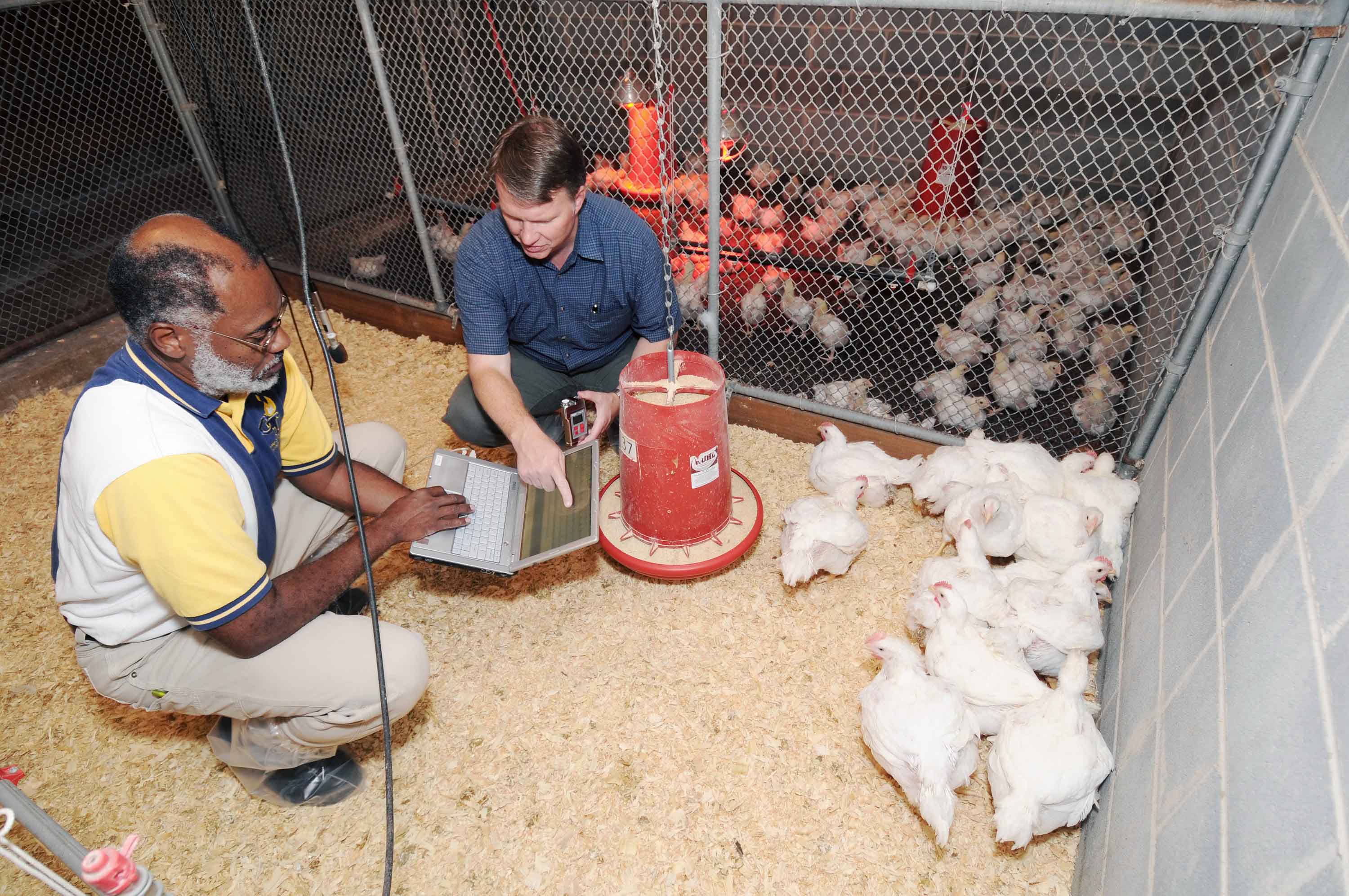 Wayne Daley, a Georgia Tech Research Institute (GTRI) principal research scientist, and Casey Ritz, a University of Georgia associate professor of poultry science, prepare to record vocalizations of a small flock of chickens at the University of Georgia's Poultry Research Center. (Credit: Gary Meek)