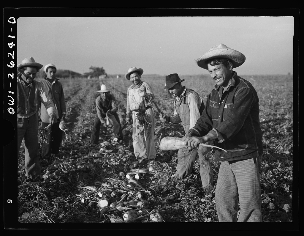 A group of migrant farmworkers harvest crops in the field