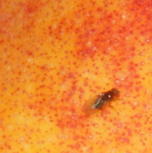 A fruit fly alights on a fresh peach