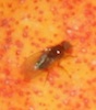 Cleaning sink drains and removing spoiled fruit will help keep annoying fruit flies at bay.