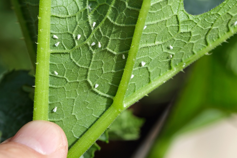 Whitefly Research