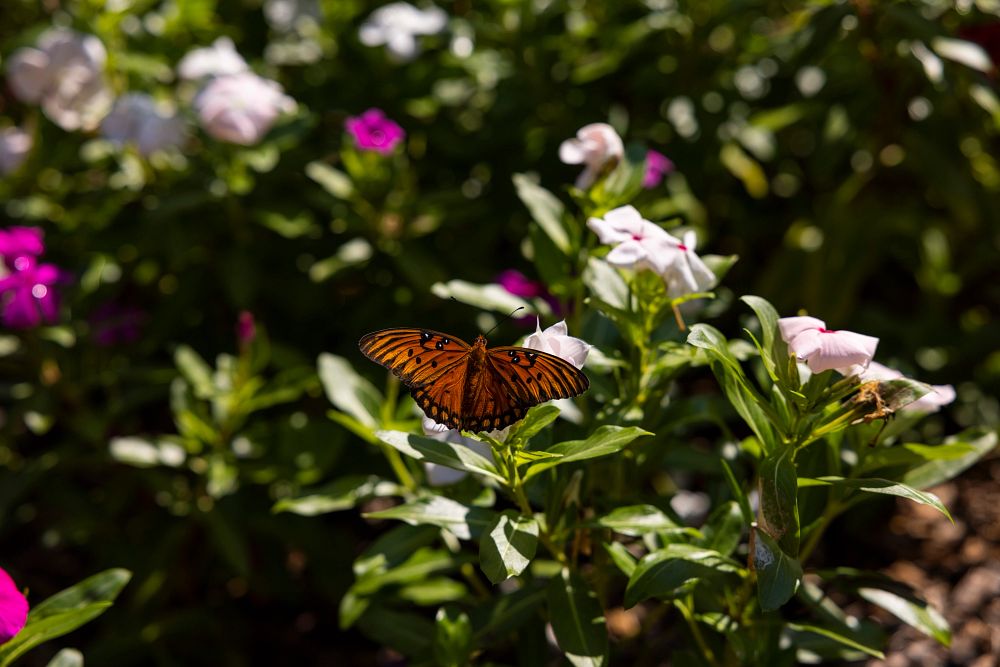 An orange butterfly visits a pink flower in a flower bed